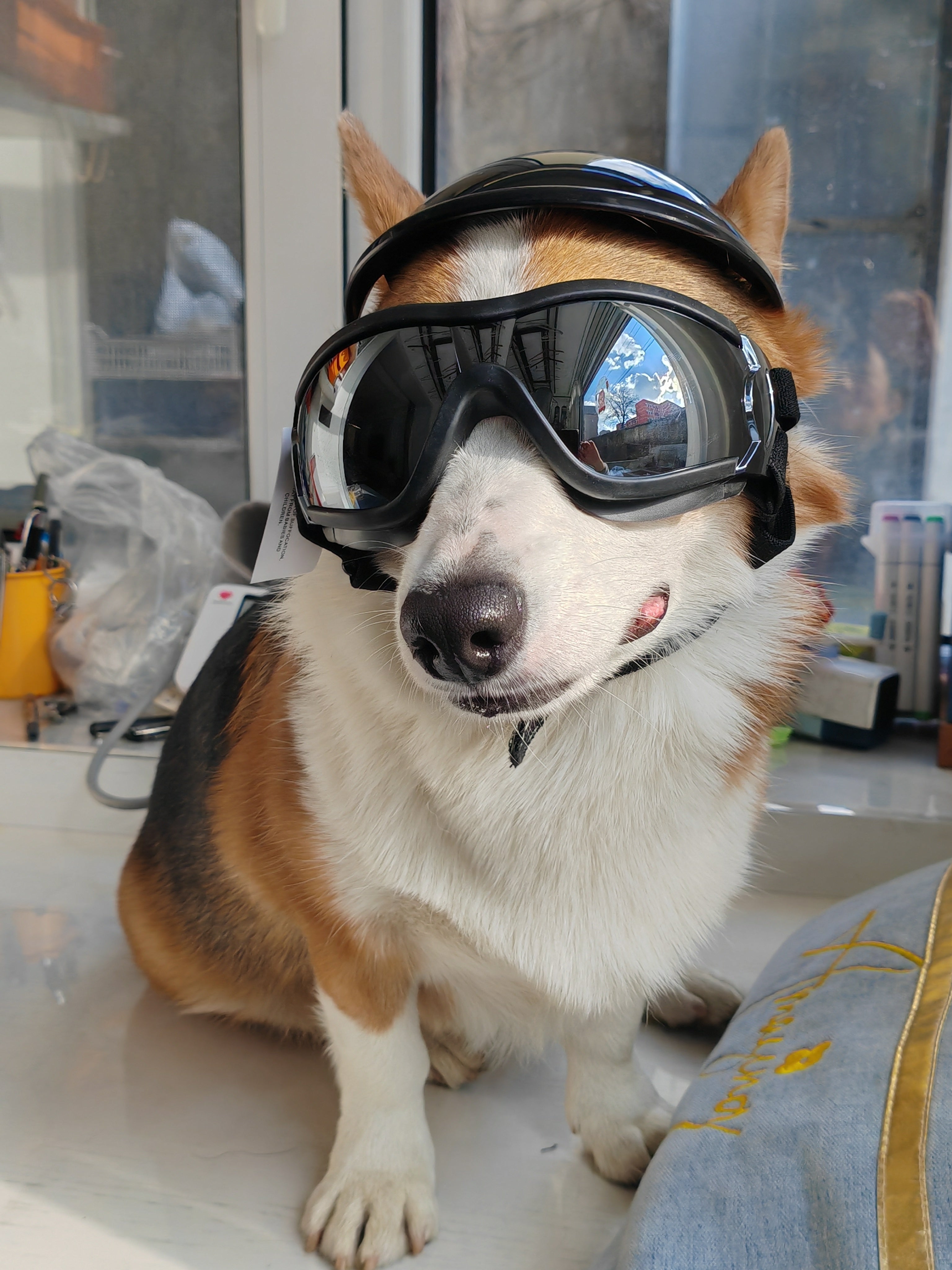 Black Safety Pet Helmet